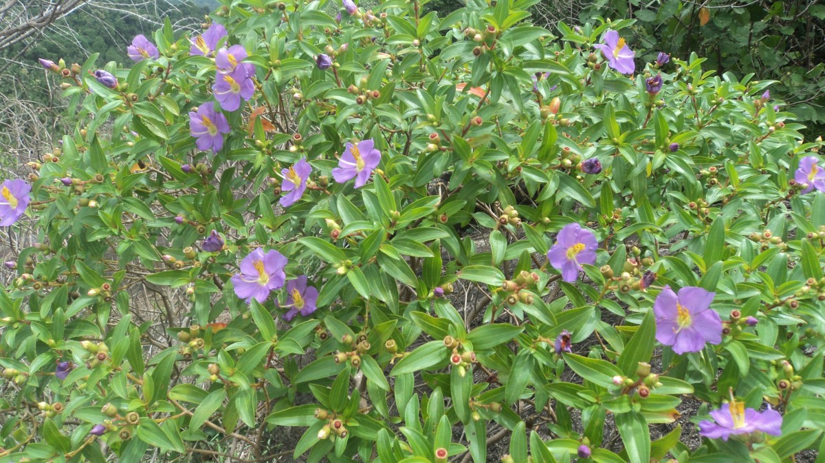 Osbeckia aspera Blume